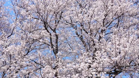 Landscape of the cherry blossom Stock Footage 164502701