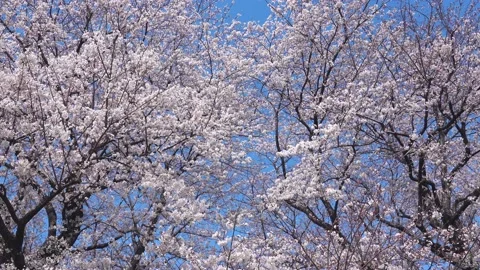 Landscape of the cherry blossom Stock Footage 164502712