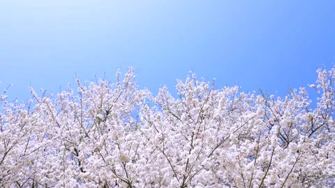 Landscape of the cherry blossom Stock Footage 164502713