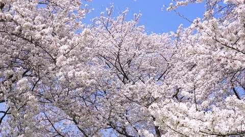 Landscape of the cherry blossom Stock Footage 164502717