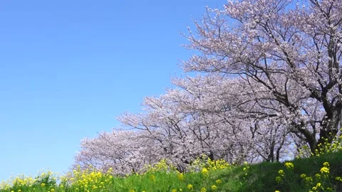 Landscape of the cherry blossom Stock Footage 164502721
