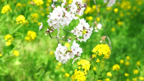 Landscape of the cherry blossom Stock Footage 164502738