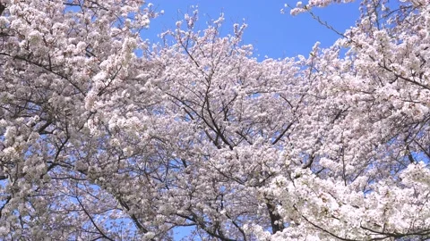 Landscape of the cherry blossom Stock Footage 164502745