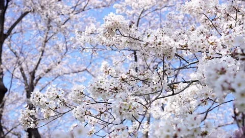 Landscape of the cherry blossom Stock Footage 164502746