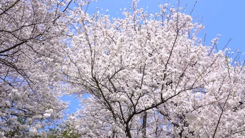 Landscape of the cherry blossom Stock Footage 164502754