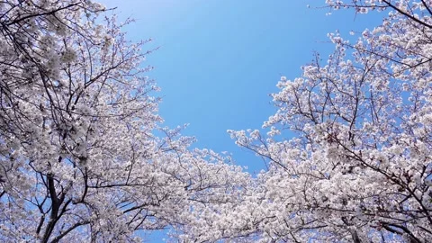Landscape of the cherry blossom Stock Footage 164502755