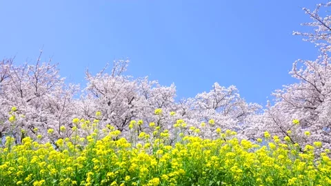 Landscape of the cherry blossom Stock Footage 164502770