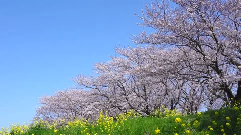 Landscape of the cherry blossom Stock Footage 164502775