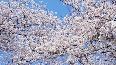 Landscape of the cherry blossom Stock Footage 164502785