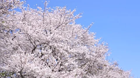 Landscape of the cherry blossom Stock Footage 164502801