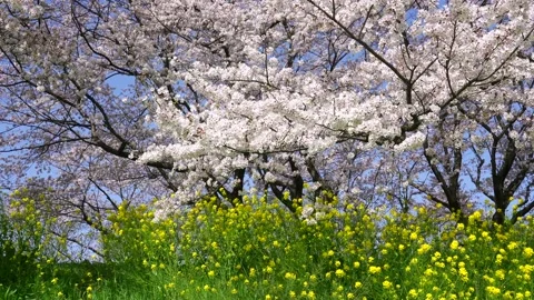Landscape of the cherry blossom Stock Footage 167075278