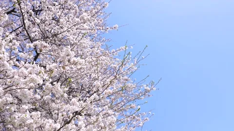 Landscape of the cherry blossom Stock Footage 167075285