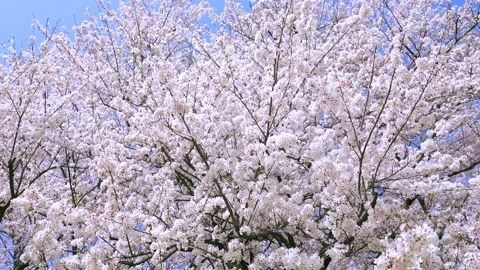 Landscape of the cherry blossom Vídeos de archivo 167075287