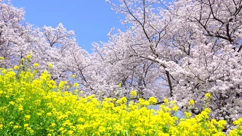 Landscape of the cherry blossom Stock Footage 167990127