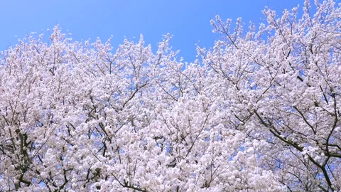 Landscape of the cherry blossom Stock Footage 167990131