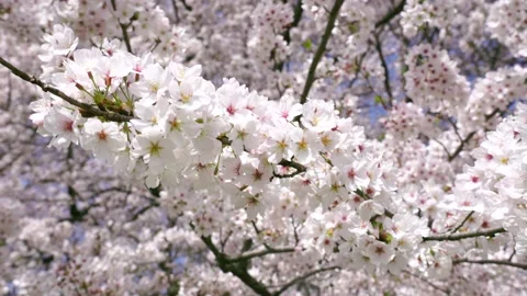 Landscape of the cherry blossom Video stock 167990134