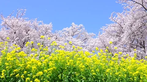Landscape of the cherry blossom Stock-Footage 167990187