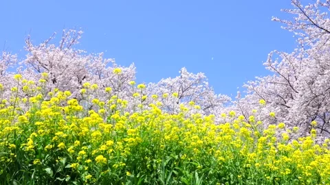 Landscape of the cherry blossom Stock Footage 167990188