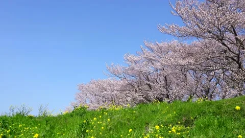 Landscape of the cherry blossom Stock Footage 167990517