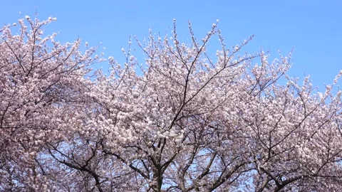 Landscape of the cherry blossom Stock-Footage 167990521