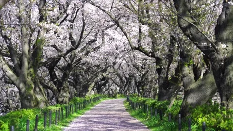Landscape of the cherry blossom Stock Footage 167990522