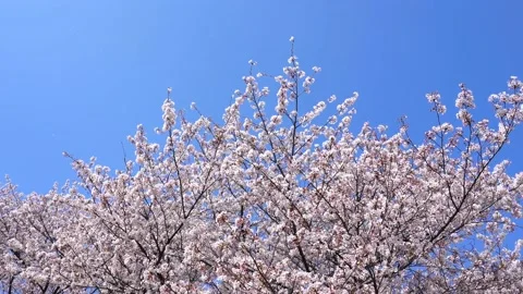 Landscape of the cherry blossom Stock Footage 167990533