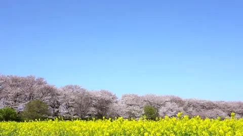 Landscape of the cherry blossom Stock-Footage 167990536