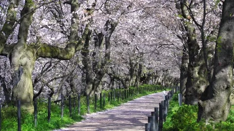 Landscape of the cherry blossom Video stock 168159151