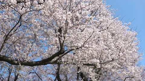 Landscape of the cherry blossom Stock Footage 168526889
