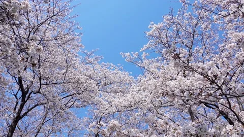 Landscape of the cherry blossom Stock Footage 168526890