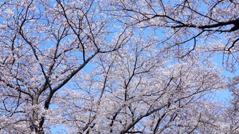 Landscape of the cherry blossom Stock Footage 168526891