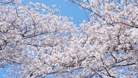 Landscape of the cherry blossom Stock Footage 168526897