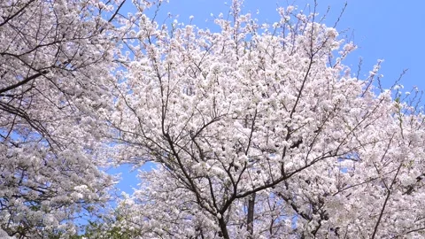 Landscape of the cherry blossom Stock Footage 169238991