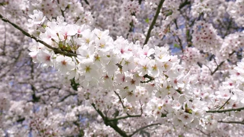 Landscape of the cherry blossom Stock-Footage 169238994