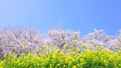 Landscape of the cherry blossom Video stock 169239004