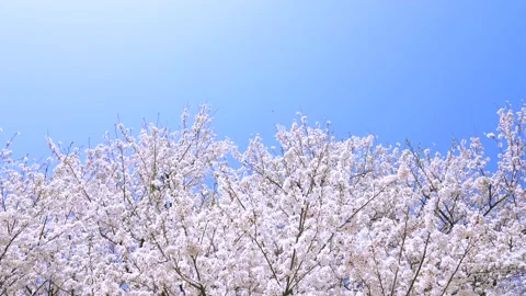 Landscape of the cherry blossom Stock Footage 169239005