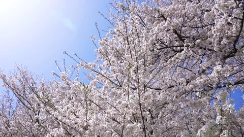 Landscape of the cherry blossom Stock Footage 169455558