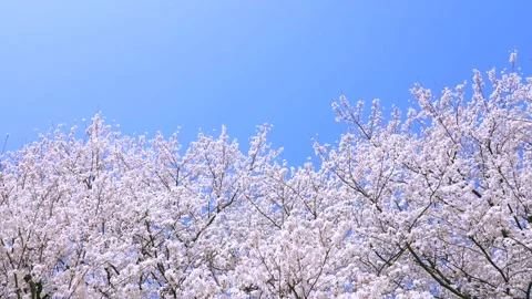 Landscape of the cherry blossom Stock Footage 169455564