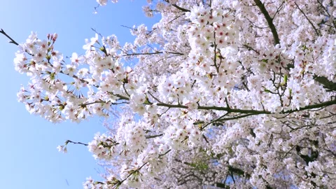 Landscape of the cherry blossom Stock Footage 169455565