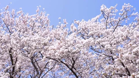 Landscape of the cherry blossom Stock Footage 169455568