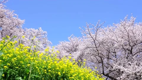 Landscape of the cherry blossom Stock Footage 169455572