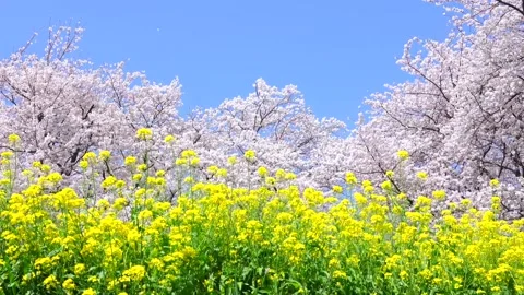 Landscape of the cherry blossom Stock-Footage 169455671