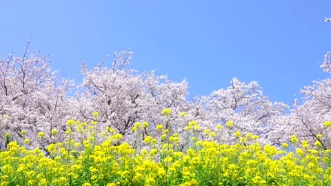 Landscape of the cherry blossom Stock Footage 169455673