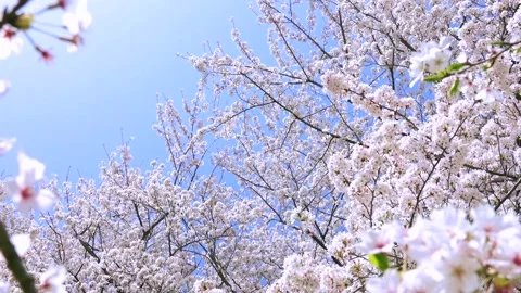 Landscape of the cherry blossom Stock Footage 169455674