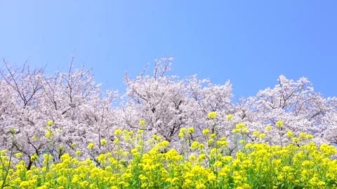 Landscape of the cherry blossom Stock Footage 169455676