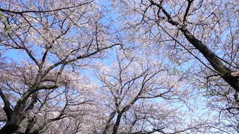 Landscape of the cherry blossom Stock-Footage 169455817