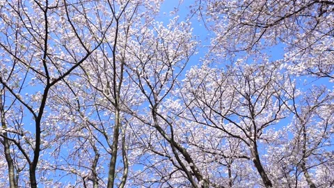 Landscape of the cherry blossom Stock Footage 169455824