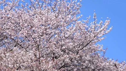Landscape of the cherry blossom Stock Footage 169696411
