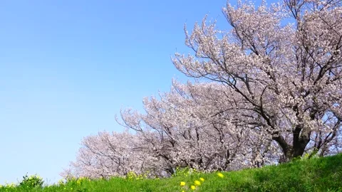 Landscape of the cherry blossom Video stock 169696414