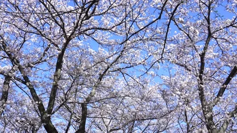 Landscape of the cherry blossom Stock Footage 169696415